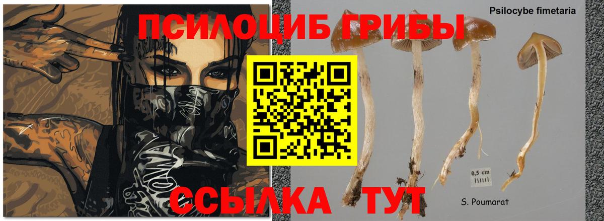 где можно купить   Псилоцибиновые грибы Magic Shrooms  Псилоцибиновые грибы Psilocybe  Вход с VPN  Сочи 
